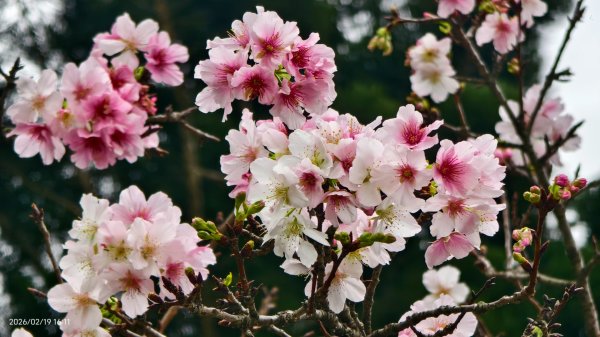 #虎山  #101大樓  #國父紀念館 #河津櫻 #中正紀念堂 2/193002650