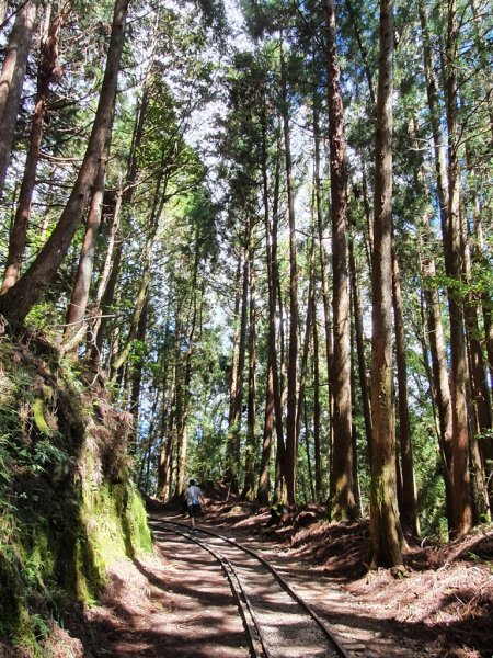 【阿里山】特富野古道1093716