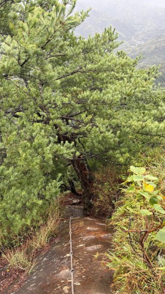 迎新（2026元旦2975609