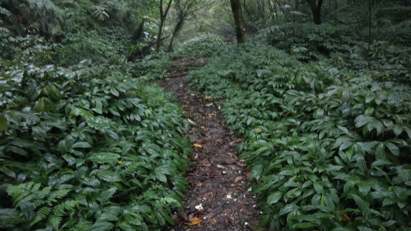 雙石縱走登山健行趣(小百岳24號&25號)2169526