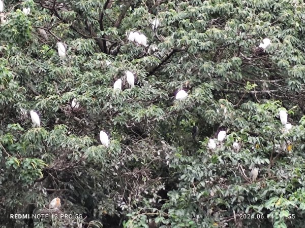 大安森林公園、高記上海料理、北師美術館【走路趣尋寶，全臺齊步走】2526029