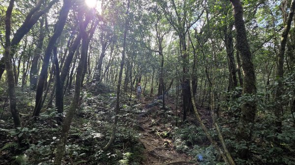 風和日麗來去烏來三山享受森林芬多精2984345