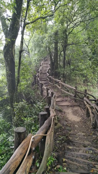 大坑四號步道（頭嵙山）590249