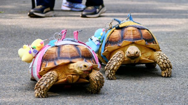 大安公園,台大校園3012105