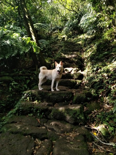 1081215陽明山主，東峰O型走走散步776225