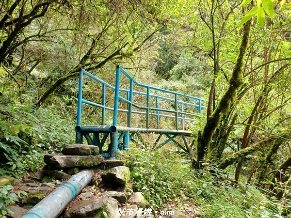 【嘉義縣阿里山鄉】避暑山林芬多精。 石山引水道步道、鹿林前山瀑布2280180