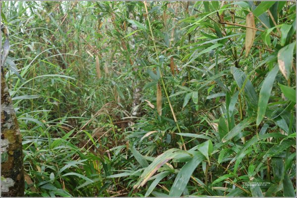 萬人山-2023年11月12日2347864