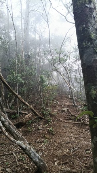 20251010 大雪山國家森林遊樂區 - 船型山林道 登 烏石坑山2911168