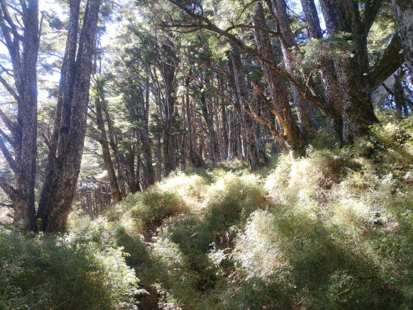 1110212庫哈諾辛山1614162