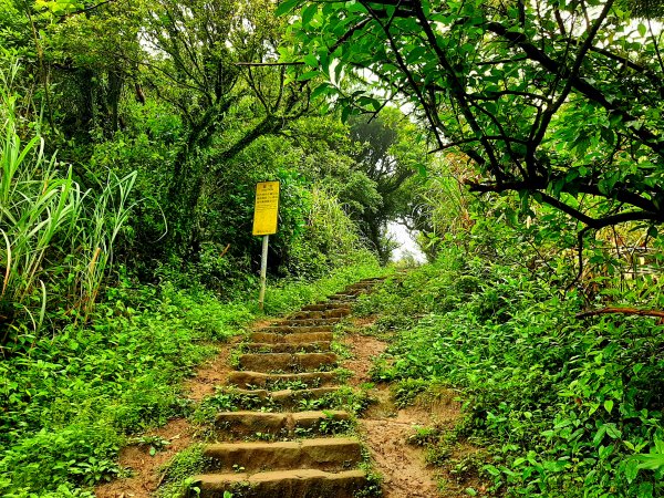 走遍陽明山：擎天崗系｜迷霧中的草原祕境、古道幽境2123778