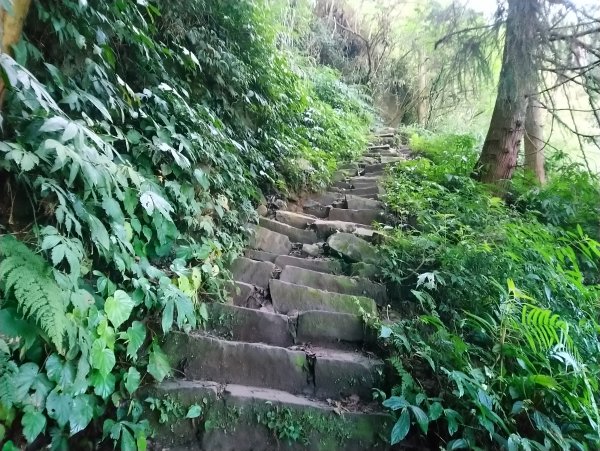 溪頭 南鳳凰山 天文台 神木O型 869819