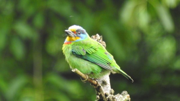 陽明山趴趴走 #琉璃光雲海 ，首拍 #綠鳩 4/272770734