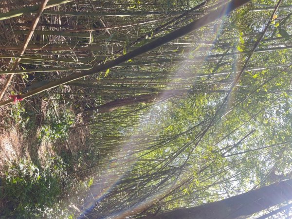 微笑山⛰️線-大棟-二格山-五分山-天上山-鳶山💎12條步道完成💙2837219