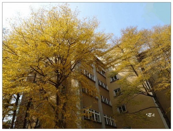 小葉欖仁/黃金雨1634890