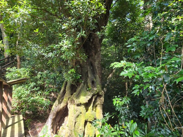 馬武督探索森林、外鳥嘴山2860636