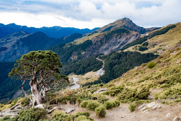 合歡北峰-圓柏的視野466849