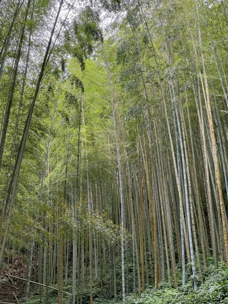 嵐山再古坑。五元兩角 木馬古道2806151