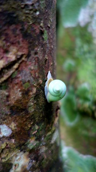 花蓮山海天際線，完登砂卡礑三雄146483