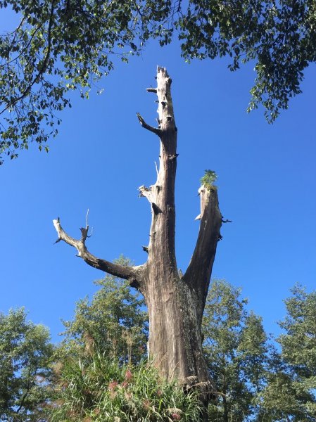 塔塔加夫妻樹~~麟趾山~~特富野古道