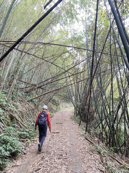 灣仔口山、頭凍山、薩匹基山輕鬆撿    2024.1.82398863