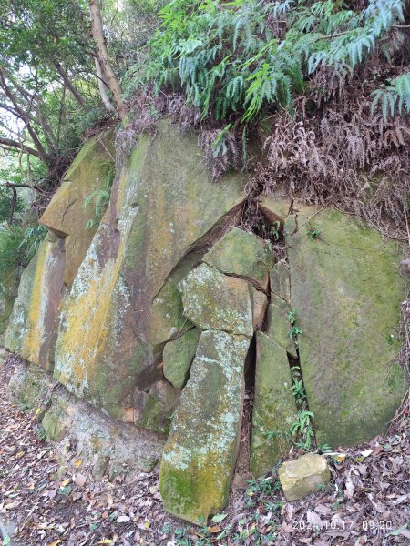 天母→猴洞→湖山→半嶺→第二展望臺→陽峰古道→花田花草集【發現陽明山】2-12629097