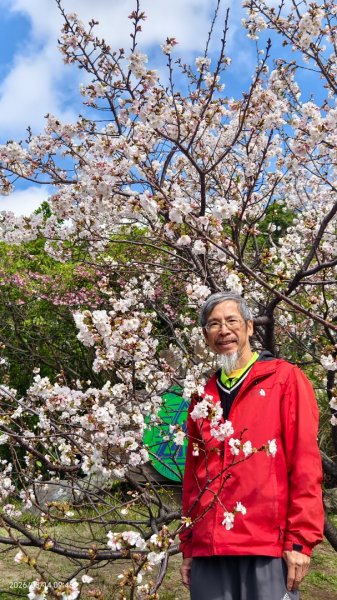 #中山樓 #陽明公園 #十八份 #吉野櫻 #墨染櫻 #青斑蝶 #青帶鳳蝶 #大紅蛺蝶 3/143014896