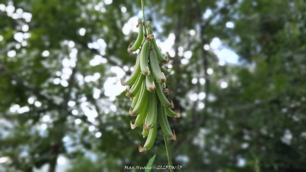 《南投》峰峰相連｜草屯九九峰森林步道O型202509062879255