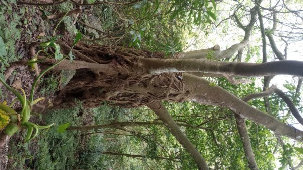 逐鹿卡保山賞一葉蘭2760872