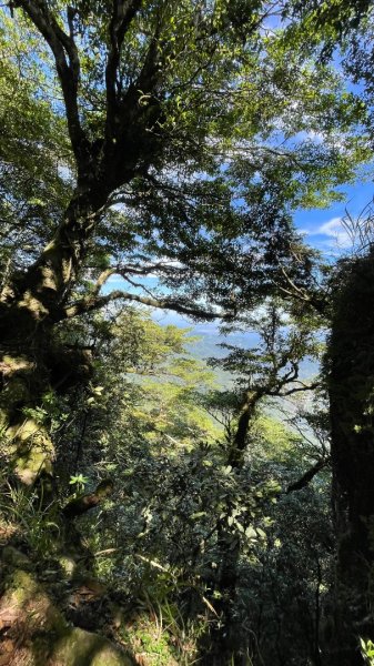 115/6/21-魯東高島縱走(魯壁東穗出高島）3078874