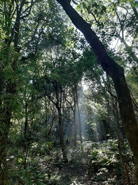 古道探訪｜竹林小徑、百年老樹幽靜古道1180425