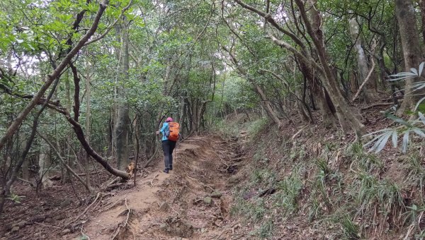 (姨婆趴趴走)第四十集:攀登健走雪山尾稜北段2455773