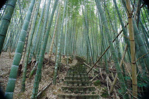 南投 鹿谷 大崙頭山、貓冬望山、樟空倫山、志騰山、竹崙山2993336