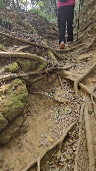 20251223芎林文林古道O走+雞寮坑山+芎林顯伯公野餐2975941