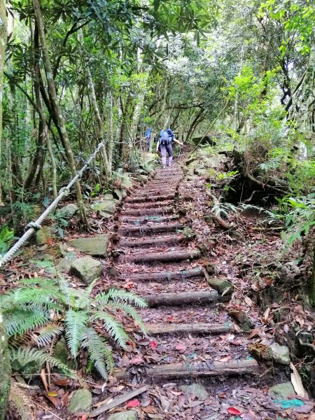 優美林相森林浴橫嶺山自然步道(木馬古道)739089