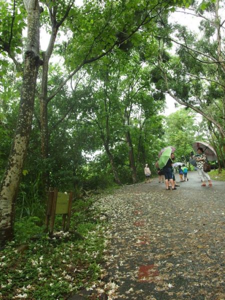 藤山步道、臥龍坡步道環形走100118