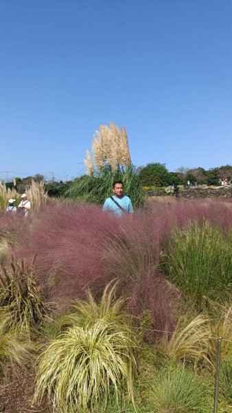 韓國濟州島：山茶花之丘2912439