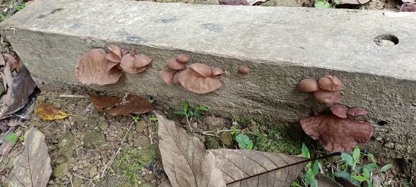 20230404_出磺坑山+古油井步道O型2094210