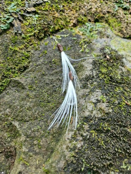 20260330十字路車站O繞多林車站 得恩亞納3027284