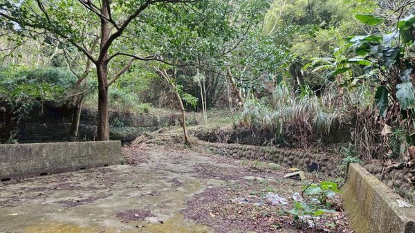 20260127流水蓮華-飛沙縱走-坑尾山南稜2992552