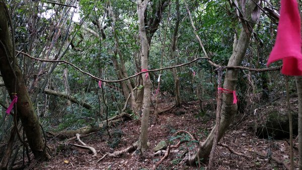 ✅橫斷第四段/橫斷東線-興福寮新稜山徑至向天山南峰 (更新路條112.全段修徑開通)2382469