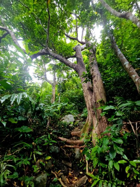 紅頭山-小百岳#97-台東縣蘭嶼鄉2901076