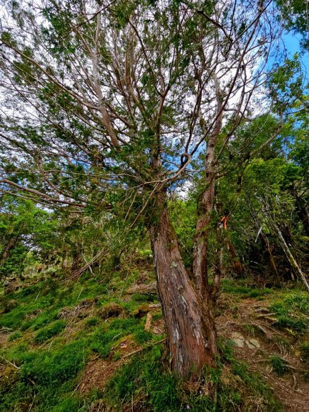 三星山-小百岳#85-宜蘭縣大同鄉2827530