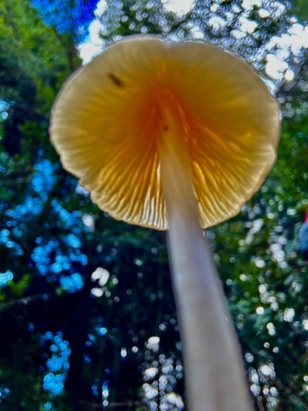 觀霧-榛山步道2926017