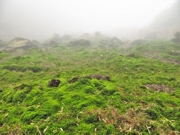 雲霧中遊走七星山之美33415