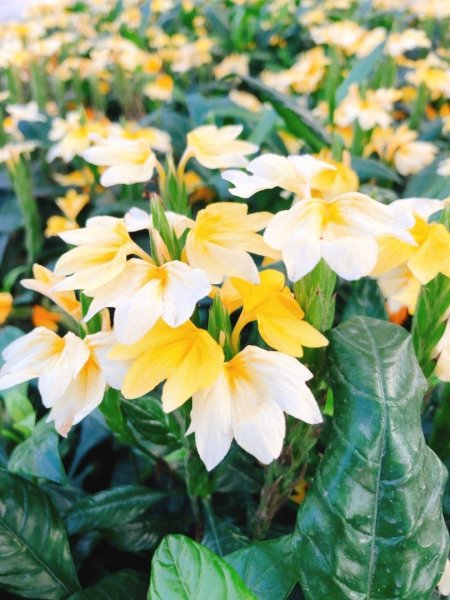 2018台中花博豐原葫蘆墩公園465498