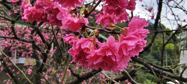 2026/03/01-紅淡山步道3010080