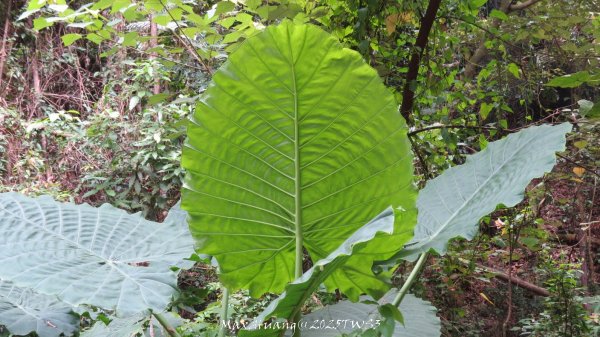 《南投》峰峰相連｜草屯九九峰森林步道O型202509062879321