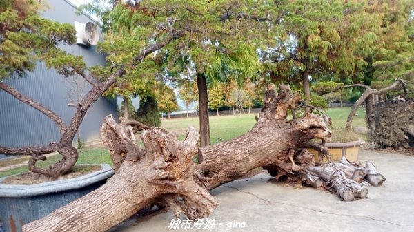 【南投名間】欣美創意園區~落羽松2968346