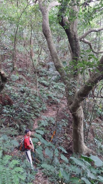 龜山五連星+大棟山O型2785159