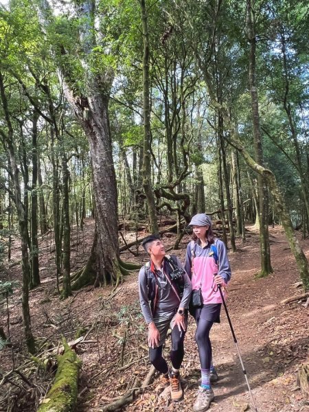 鳶嘴稍來步道賞楓季 ，大雪山門票優惠到12/31！2969581